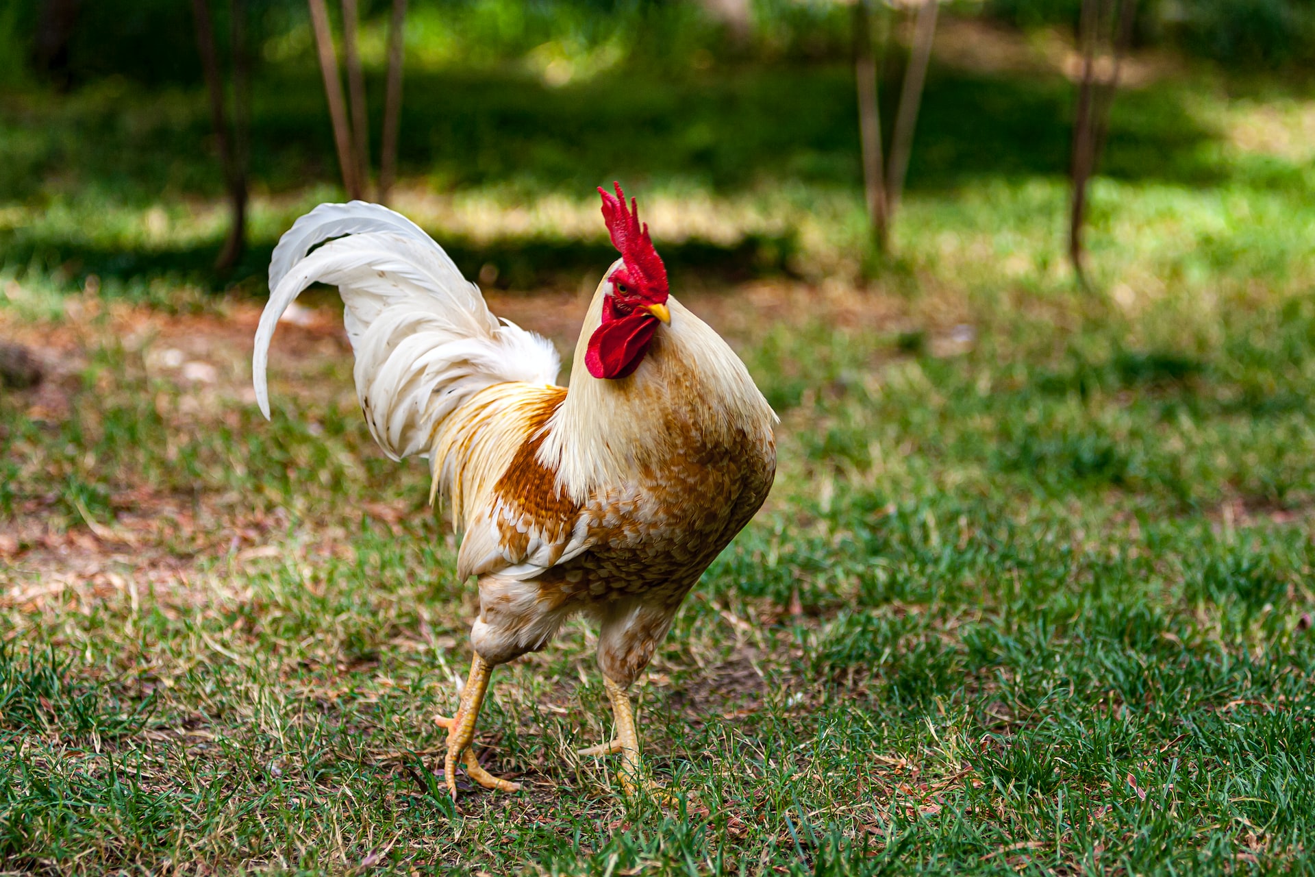 Strut like that chicken