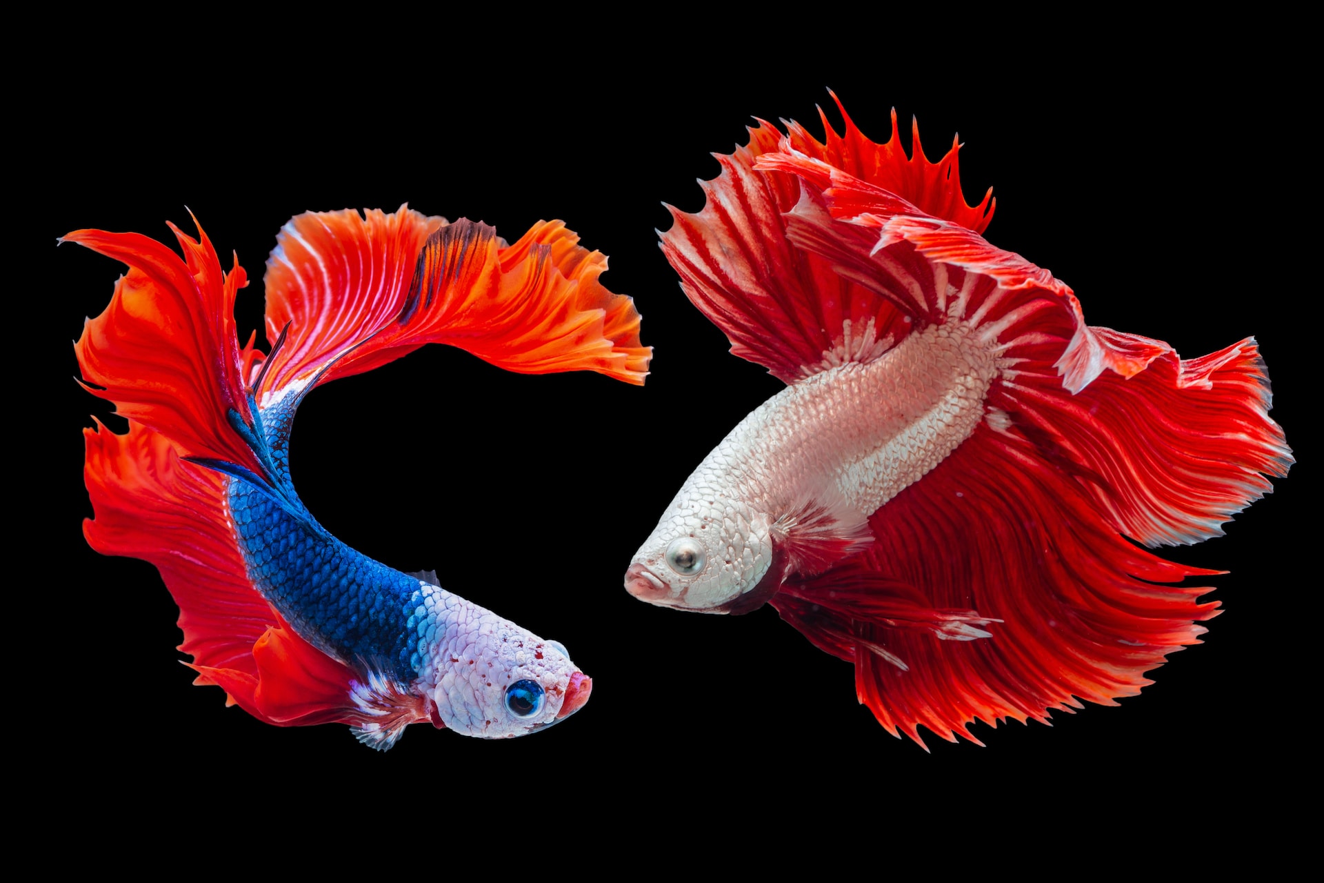 Mimicry